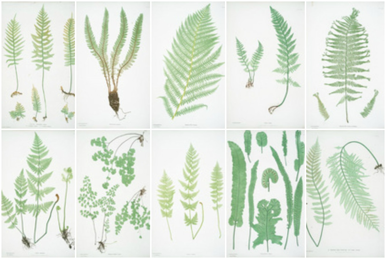 Ultimate Free Botanical Prints Guide The Crazy Craft Lady
