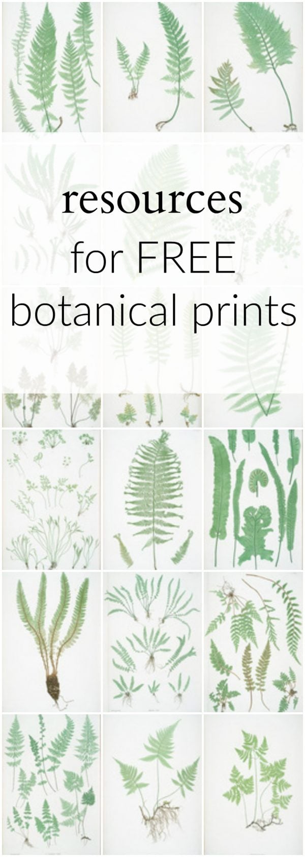 Ultimate Free Botanical Prints Guide - The Crazy Craft Lady